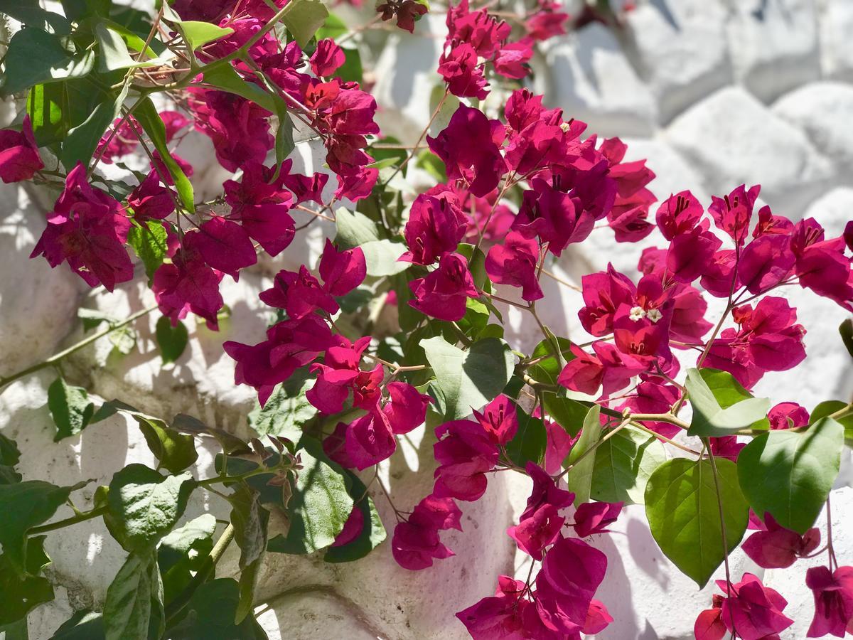 Grace Valley Hotel Arequipa Ngoại thất bức ảnh